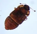 Arrhenopeplus brunneus - photo 2