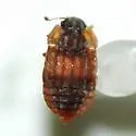 Micropeplus tesserula