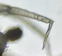Arrhopalites caecus - photo 5