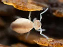 Arrhopalites diversus
