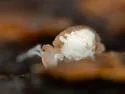 Arrhopalites diversus - photo 3