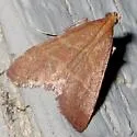 Arta epicoenalis - Hodges#5567