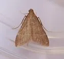 Arta epicoenalis - Hodges#5567 - photo 2