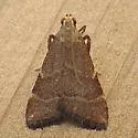 Arta epicoenalis - Hodges#5567 - photo 3