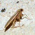 Arta epicoenalis - Hodges#5567 - photo 4