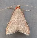 Arta epicoenalis - Hodges#5567 - photo 5
