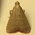Olive Arta Moth - Hodges#5568