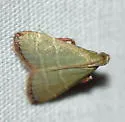 Olive Arta Moth - Hodges#5568 - photo 2