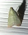 Olive Arta Moth - Hodges#5568 - photo 3