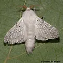 Artace colaria - Hodges#7684