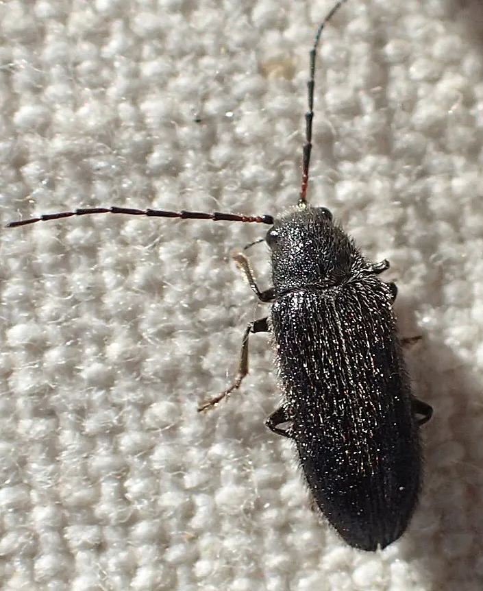 Soft-bodied Plant Beetles - photo 3