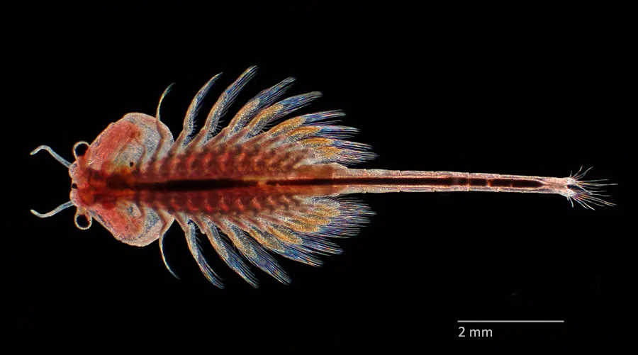 San Francisco Brine Shrimp - photo 2