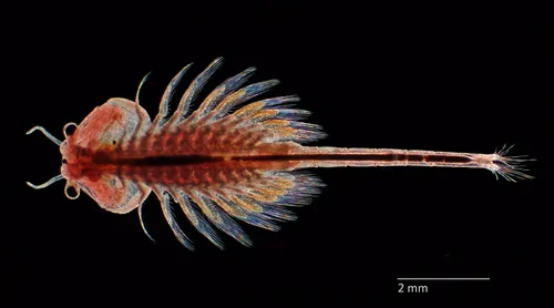 San Francisco Brine Shrimp - photo 3