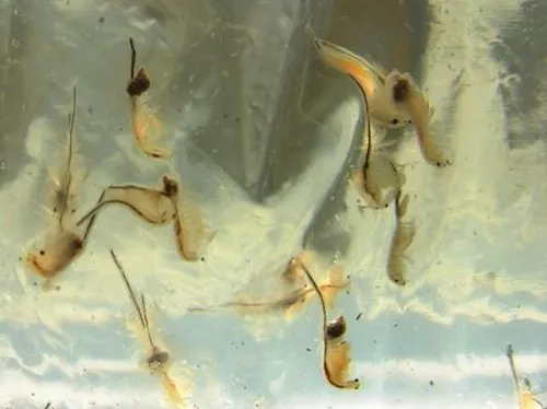 San Francisco Brine Shrimp - photo 4