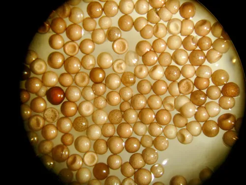 San Francisco Brine Shrimp - photo 6