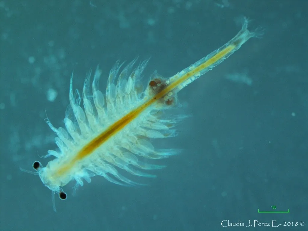 Mono Lake Brine Shrimp - photo 2