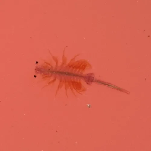 Mono Lake Brine Shrimp - photo 4