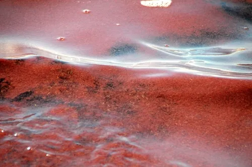 Mono Lake Brine Shrimp - photo 5