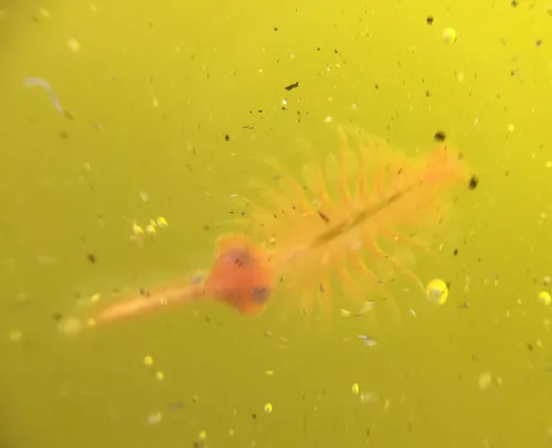 Mono Lake Brine Shrimp - photo 6