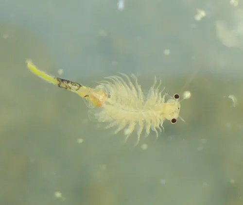 Mono Lake Brine Shrimp - photo 7