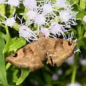 Artistarred Skipper - Hodges#3924.1