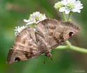 Artistarred Skipper - Hodges#3924.1 - photo 2