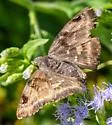 Artistarred Skipper - Hodges#3924.1 - photo 3
