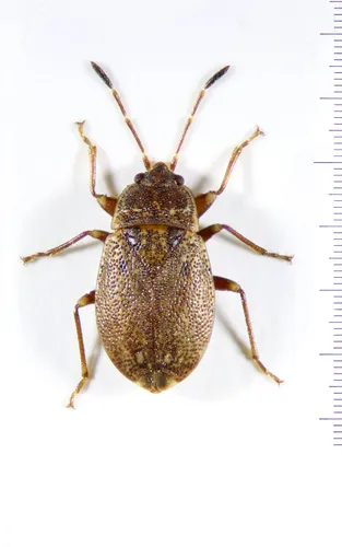 Artheneid Bugs - photo 2