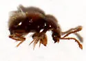 Arthmius bulbifer - photo 3