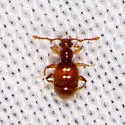 Arthmius bulbifer - photo 4