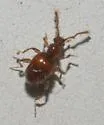 Arthmius bulbifer - photo 5