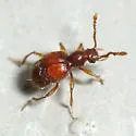 Arthmius globicollis