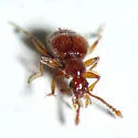 Arthmius globicollis - photo 2