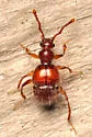 Arthmius globicollis - photo 3