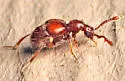 Arthmius globicollis - photo 4