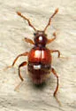 Arthmius globicollis - photo 5