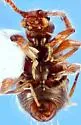 Arthmius involutus - photo 2