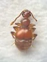 Arthmius involutus - photo 3