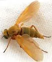 Arthroceras fulvicorne