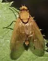 Arthroceras pollinosum