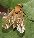 Arthroceras pollinosum - photo 2