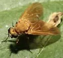 Arthroceras pollinosum - photo 3
