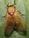 Arthroceras pollinosum - photo 4