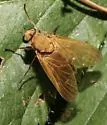 Arthroceras pollinosum - photo 5