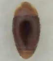 Arthrolips decolor - photo 3