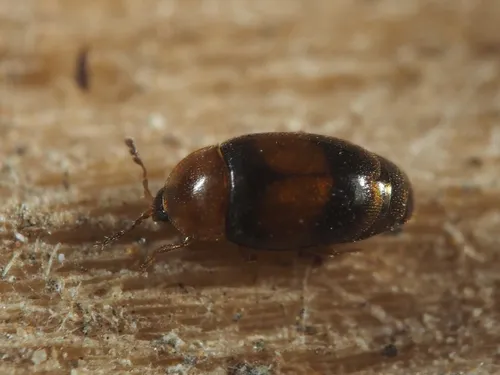 Arthrolips fasciata - photo 2