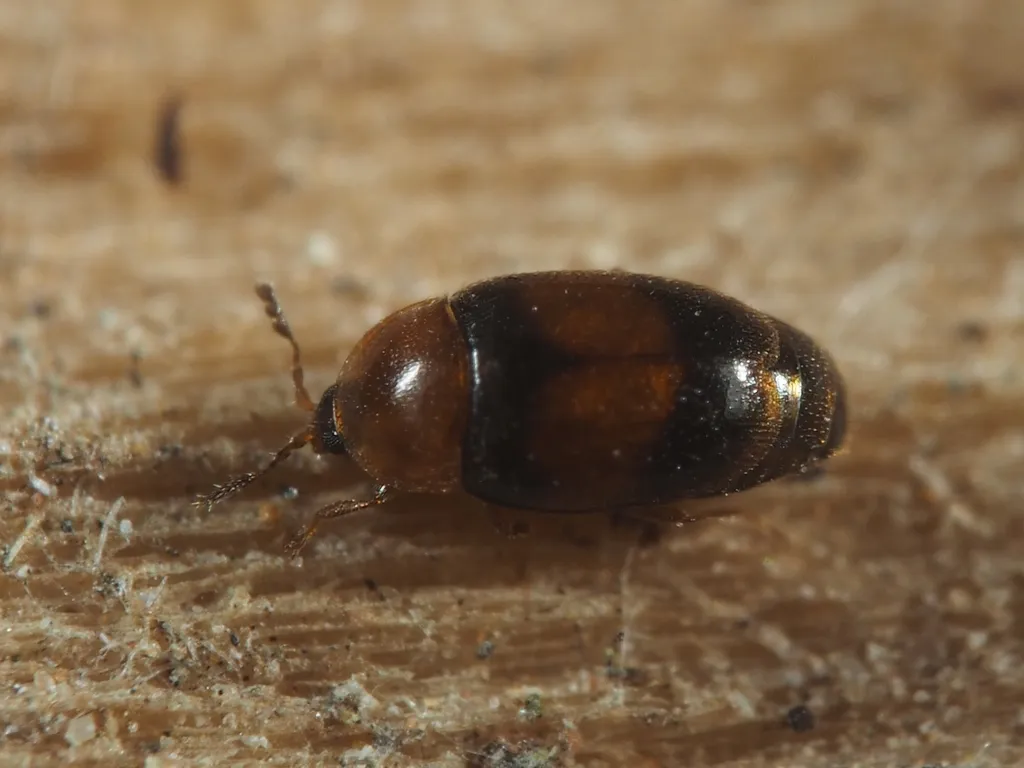 Arthrolips fasciata - photo 3