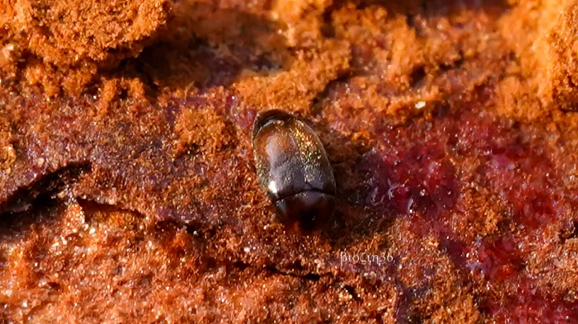 Arthrolips lewisii - photo 2