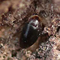 Arthrolips misella - photo 3