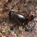 Arthrolips misella - photo 5